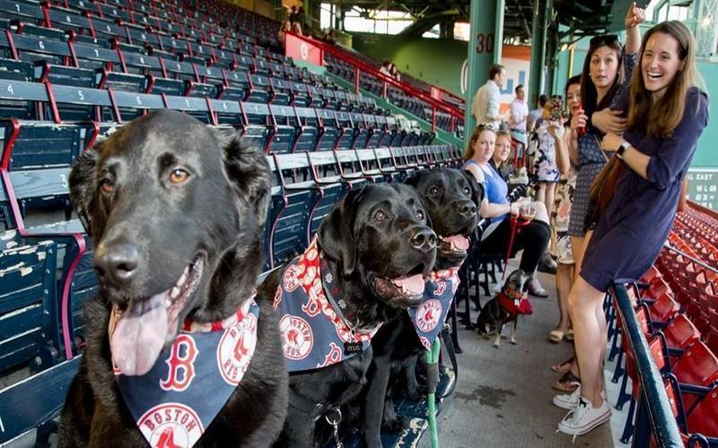 THE BIG PAPI Red Sox Dog Collar 