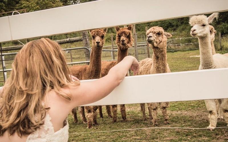 Hang Out With Alpacas At This Charming Country Farm In Massachusetts