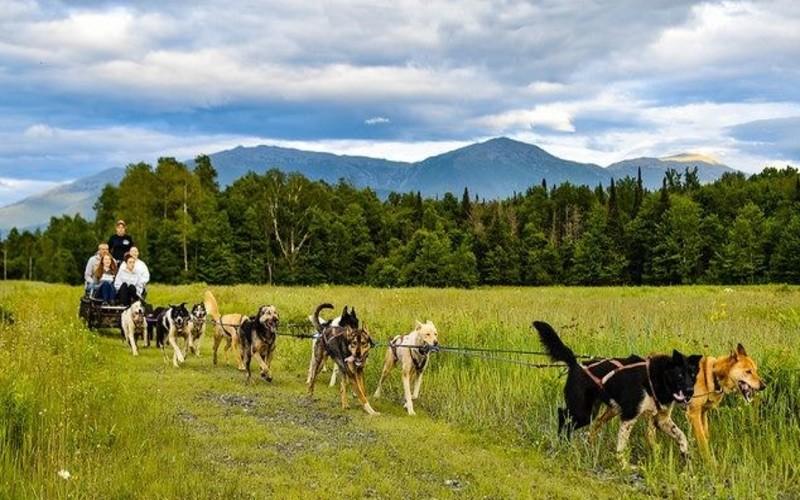 Go Sledding With Rescue Dogs Year-Round In NH