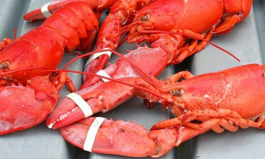 72nd Annual Maine Lobster Fest (July 31st-August 4th)