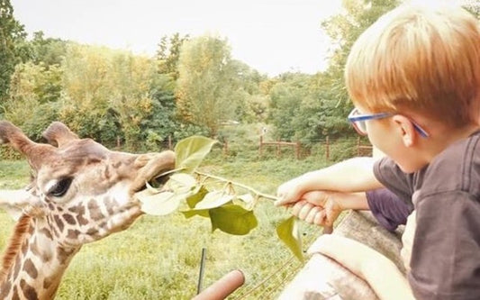 Franklin Park & Stone Zoos Will Reopen With New Safety Measures